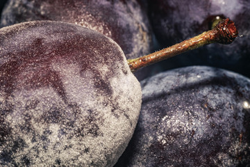 Poster - Close up fresh frozen blue plums background. Macro view.