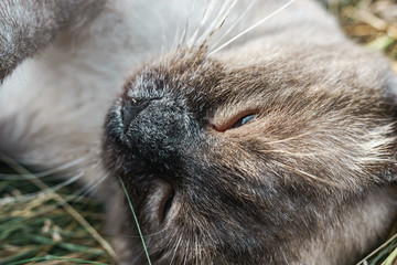 Poster - Close up Siamese cat lying on a grass