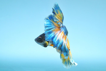 Canvas Print -  betta fish,Blue and yellow tail fish