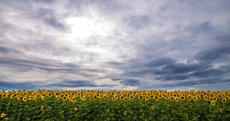 Fotomurales - Cloudy sky above yellow - green field sunflower, panoramic view. Beautiful scenic dynamic landscape agricultural land, 4K time lapse. Beauty nature, agriculture.