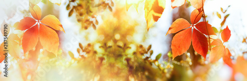 Fotomural Autumn leaves on tree lit by sunlight, beautiful nature in autumn