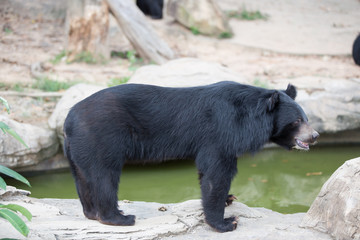 Malayan sun bear, Honey bear