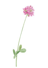 Watercolor Hand Drawn Botanical Illustration With Wild Meadow Flower Red Clover (trifolium) Isolated On White Background.