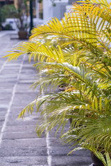 Sticker -  Dypsis lutescens plant in a pot.Common nane Golden cane palm,Areca palm,Yellow palm or Butterfly palm.