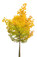 Canvas Print - small yellow and green autumn maple tree