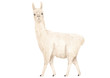 White llama or alpaca  watercolor hand drawn illustration isolated on white background. Cute mammal animal painting for design, print, background or wall art.