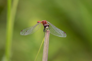 Wall Mural - Small dragonfly Belted Whiteface ?, on the meadow