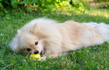 Vegetarian or vegan pomeranian spitz dog or puppy lying on the green grass and eating, biting  pear or apple. Healthy food for animals, dogs.