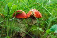 Two Orange Mushrooms Together In The Grass Among The Trees In Summer