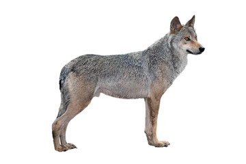 alert wolf isolated on a white