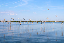 Many Birds Fly Over The Water. Seagulls Are Reflected In The River.