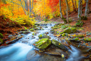 Wall Mural - autumn landscape - river waterfall in colorful autumn forest park with yellow red leaves