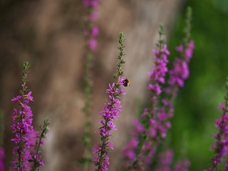 Sticker - purple flowers in the garden