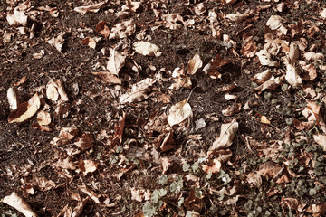 Colorful autumn fallen leaves on brown forest soil background. Dry autumn leaves orange and brown colors. Background