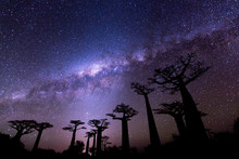 Milky Way At Avenue Of The Baobabs