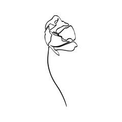 Poppy Flower Is One Line Art. Vector abstract Plant in a Trendy Minimalist Style.