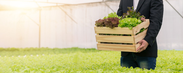 Close up busines man holding hydroponic vegetable from her farm. healthy organic food.