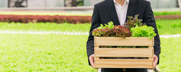 Close up busines man holding hydroponic vegetable from her farm. healthy organic food.