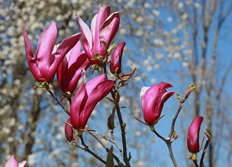 Poster - Magnolia liliiflora 'Nigra'