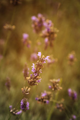 Wall Mural - Lavender flower in nature field, warm light.