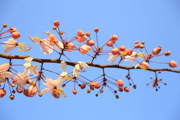 Wall Mural - Close up of Pink Wishing Tree (Other name: Pink Shower, Pink cassia, Pink and White Shower Tree flowers ; Scientific name: Cassia bakeriana Craib) flowers bunch against blue sky background.