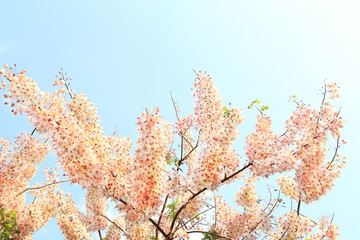 Wall Mural - Pink Wishing Tree (Other name: Pink Shower, Pink cassia, Pink and White Shower Tree flowers ; Scientific name: Cassia bakeriana Craib) flowers bunch against blue sky background.