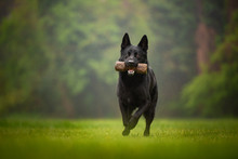 Black German Shepherd Dog Doing Retrieving