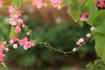 Wall Mural - pink coral vine or mexican creeper or chain of love (antigonon leptopus hook & arn, categories: spec