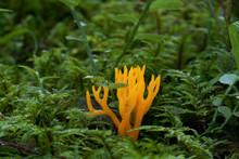 Yellow Jelly Mushroom Calocera Viscosa Growing In The Spruce Forest. Also Know As Yellow Stagshorn. Inedible Coral Mushroom, Natural Condition.