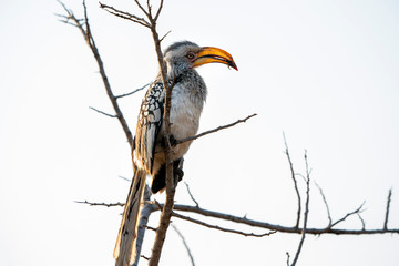 Wall Mural -  yellow-billed hornbill in kruger park south africa