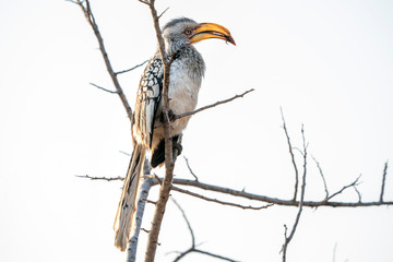 Wall Mural -  yellow-billed hornbill in kruger park south africa