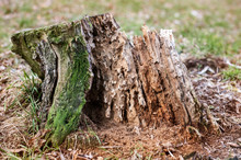 Old Stump, A Tree Ruined By Termites And Various Insects