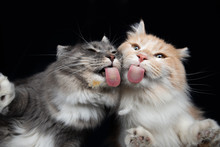 Two Young Maine Coon Cats Licking Treat Cream On Window Glass In Front Of Black Background