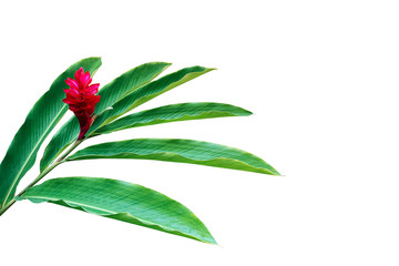 Wall Mural - Green leaves with red flower of red ginger (Alpinia purpurata) tropical forest plant isolated on white background, clipping path included.