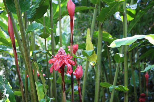 Red Ginger Lily Torch Lily Or Philippine Wax Flower Etlingera Elatior Stock Photo Adobe Stock Red Ginger Lily Torch Lily Or Philippine Wax Flower Etlingera Elatior Stock Photo Adobe Stock
