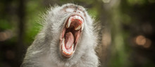 Screaming Monkey. Face Of Wild Animal Showing Its Fangs