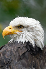 Sticker - Weißkopfseeadler (Haliaeetus leucocephalus) - Bald eagle