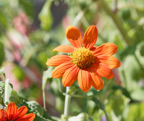 Fleur De Gerbéra Gerbera Aux Pétales Simples Qui Ressemble