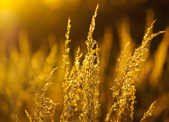 Wall Mural - dry grass at sunset on a warm summer evening