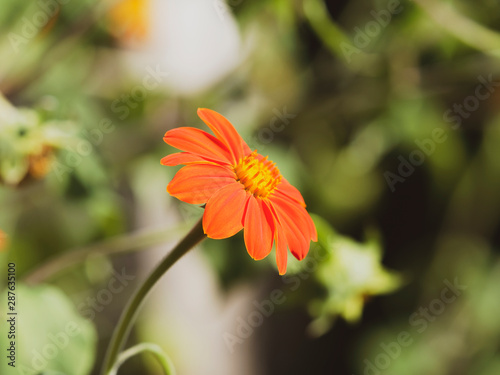 Fleur De Gerbéra Gerbera Aux Pétales Simples Qui Ressemble