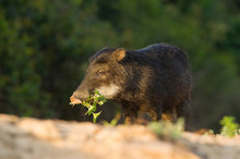 Pecari Tajacu, Collared Peccary Is Standing On The Ground At The River Rio Negro In Pantanal And Eating The Grass