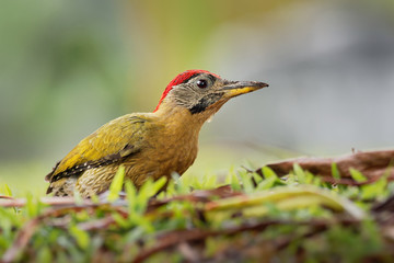 Wall Mural - Laced Woodpecker - Picus vittatus species of bird in the family Picidae, throughout Southeast Asia in Cambodia, China, Indonesia, Laos, Malaysia, Myanmar, Singapore, Thailand and Vietnam