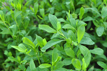 Poster - in the spring the grass is green doorweed (polygonum aviculare)