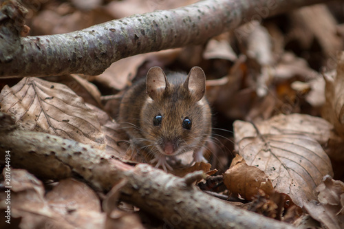 Fotografía Wood Mouse - Apodemus sylvaticus - looking straight at you