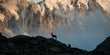 silhouette of ibex with mountain background