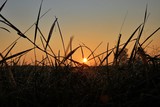 Fototapeta  - słońce wśród traw