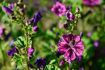 Canvas Print - Violet mallow flower outdoors on plant and bee pollinating.