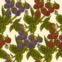 Seamless Pattern With Raspberry And Blackberry Branches. Color. Engraving Style. Vector Illustration.
