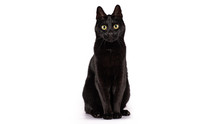 Black Cat On A White Background