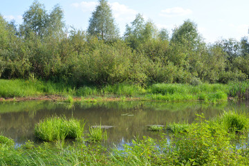 Canvas Print - Swamp at sunny day.